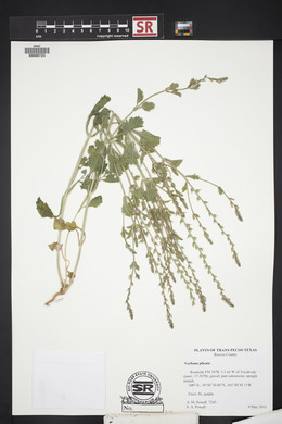 Verbena plicata image