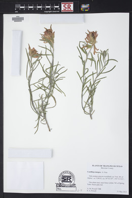 Castilleja integra image