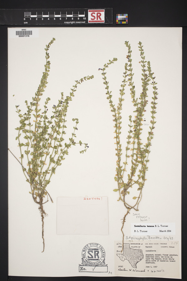 Scutellaria texana image