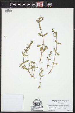 Veronica peregrina subsp. xalapensis image