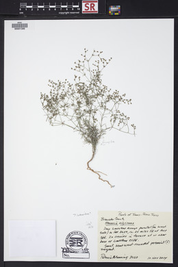 Stenaria nigricans image