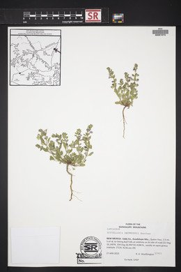 Scutellaria drummondii image