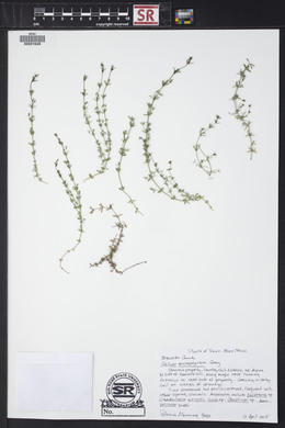 Galium microphyllum image