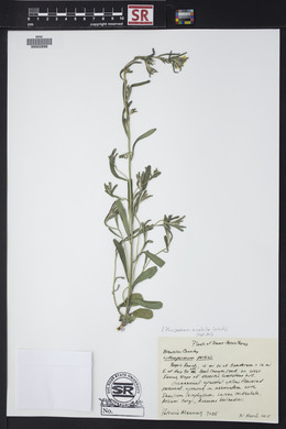 Lithospermum mirabile image