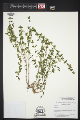 Scutellaria laevis image