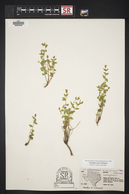 Scutellaria laevis image