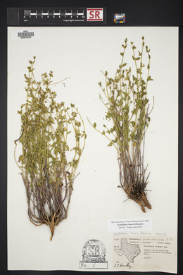 Scutellaria laevis image