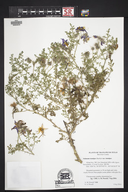 Solanum tenuipes var. tenuipes image