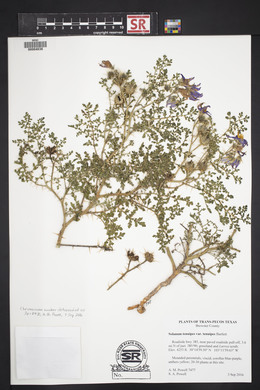 Solanum tenuipes image