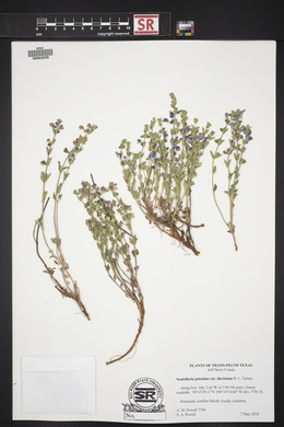 Scutellaria potosina image