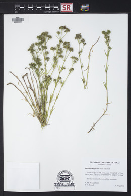 Stenaria nigricans image