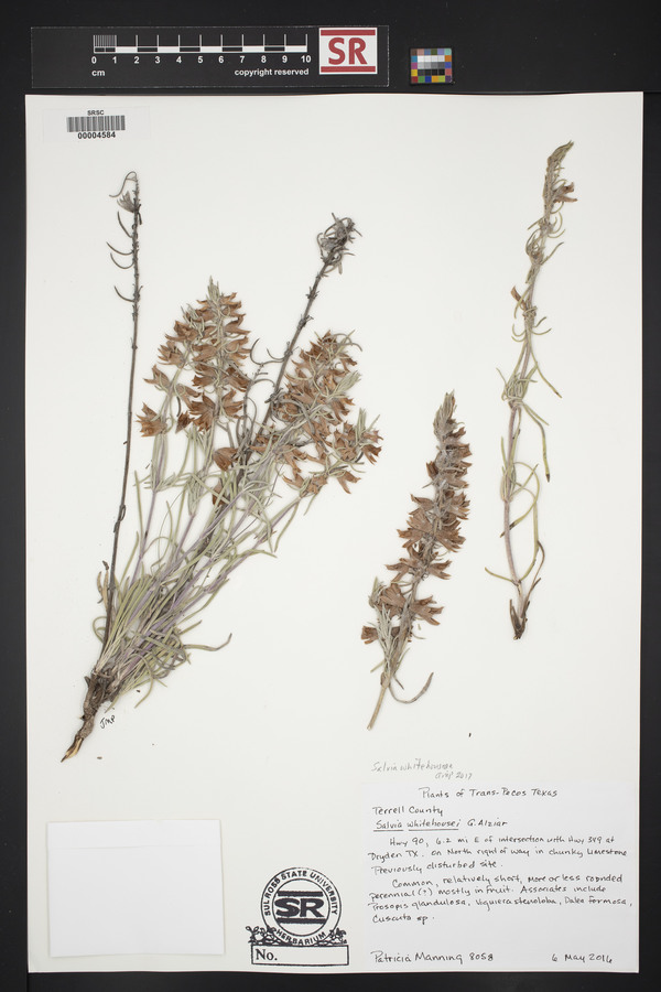 Salvia whitehousei image