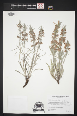 Salvia whitehousei image