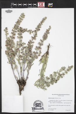 Salvia texana image