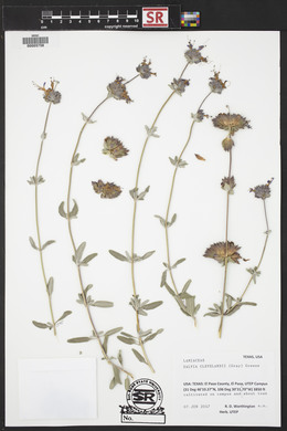 Salvia clevelandii image