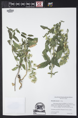 Brickellia lemmonii image