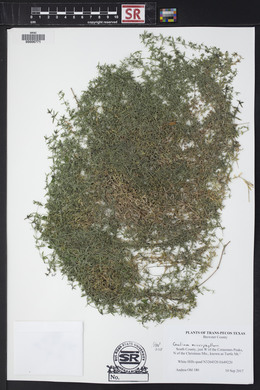 Galium microphyllum image