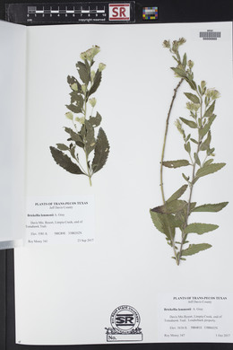 Brickellia lemmonii image