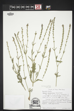 Verbena neomexicana image