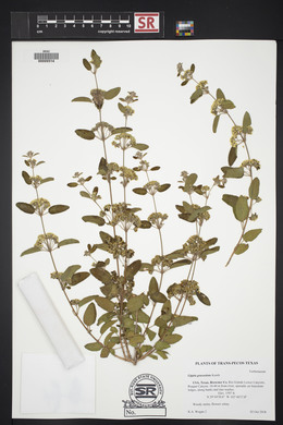 Lippia graveolens image