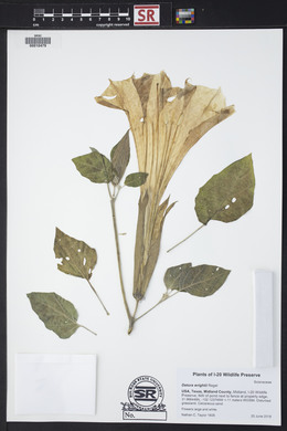 Datura wrightii image