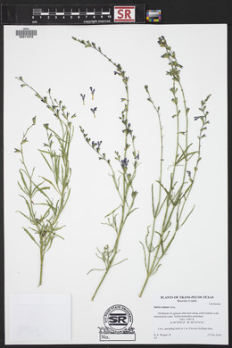 Salvia reptans image