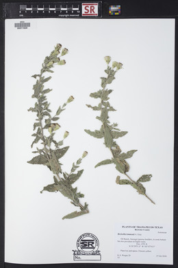 Brickellia lemmonii image