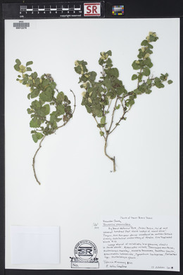 Brickellia veronicifolia image