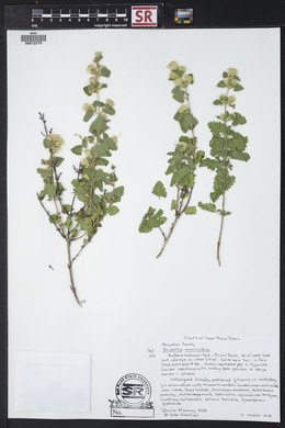 Brickellia veronicifolia image