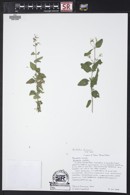 Brickellia lemmonii image