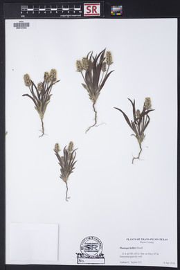 Plantago helleri image