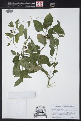 Solanum interius image