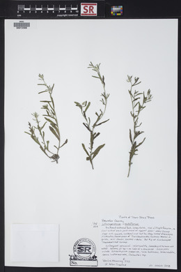 Lithospermum multiflorum image