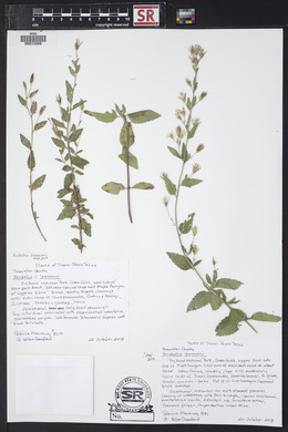 Brickellia lemmonii image