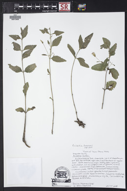 Brickellia lemmonii image