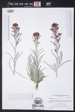 Castilleja lanata image