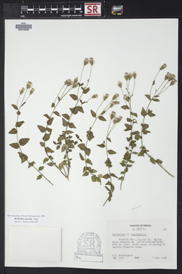 Brickellia parvula image