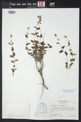 Brickellia parvula image