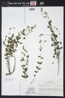 Brickellia parvula image