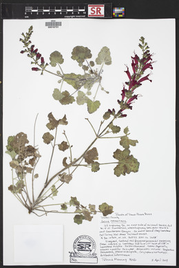 Salvia roemeriana image