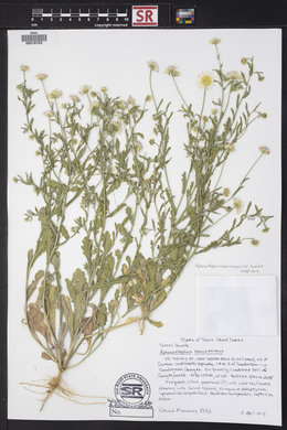 Aphanostephus ramosissimus var. humilis image