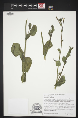 Nicotiana repanda image