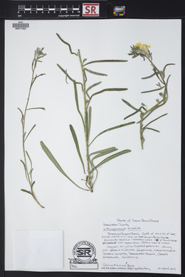 Lithospermum mirabile image