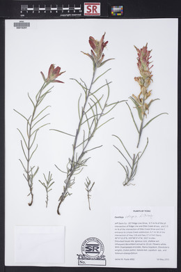 Castilleja integra image