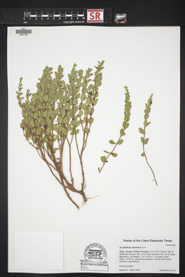 Scutellaria resinosa image