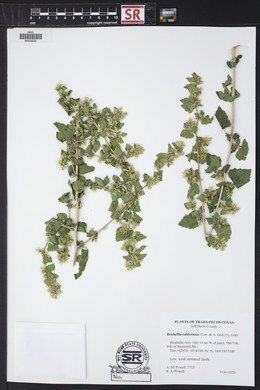 Brickellia californica image