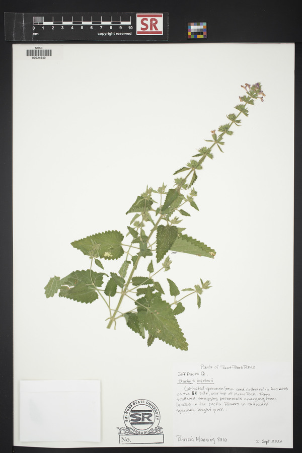 Stachys bigelovii image