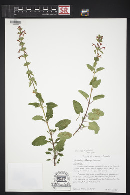 Stachys bigelovii image