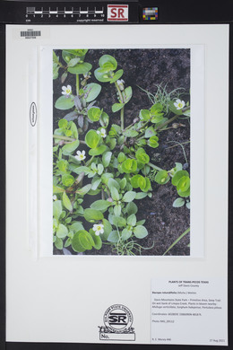 Bacopa rotundifolia image