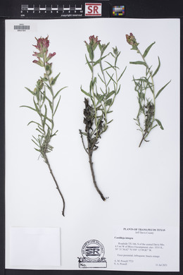 Castilleja integra image